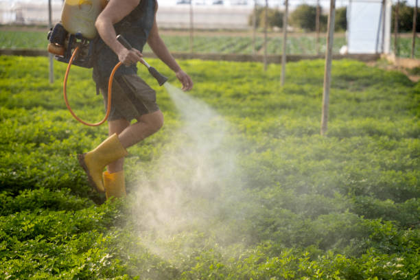 Best Pest Prevention Services  in Rolling Fork, MS