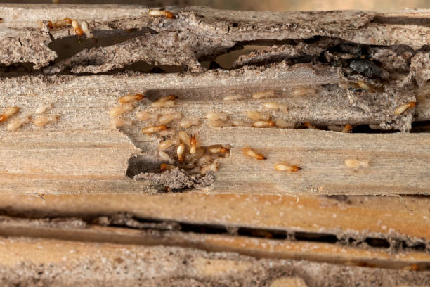 Best Insect Control  in Rolling Fork, MS
